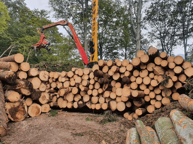 Abbattimento e trasporto del legno